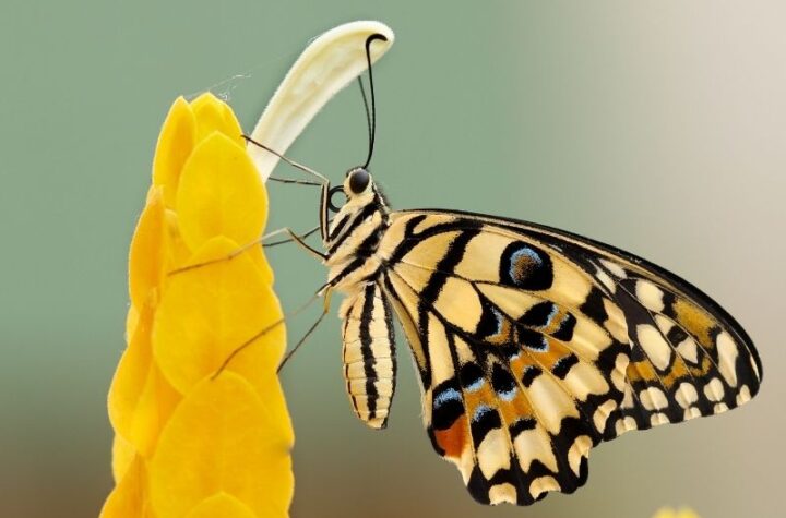 কবিতাকে ভালোবেসে