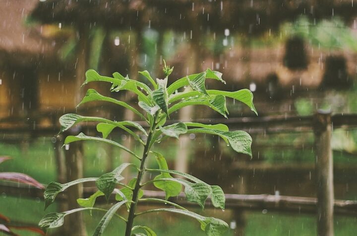 Bengali-Webzine