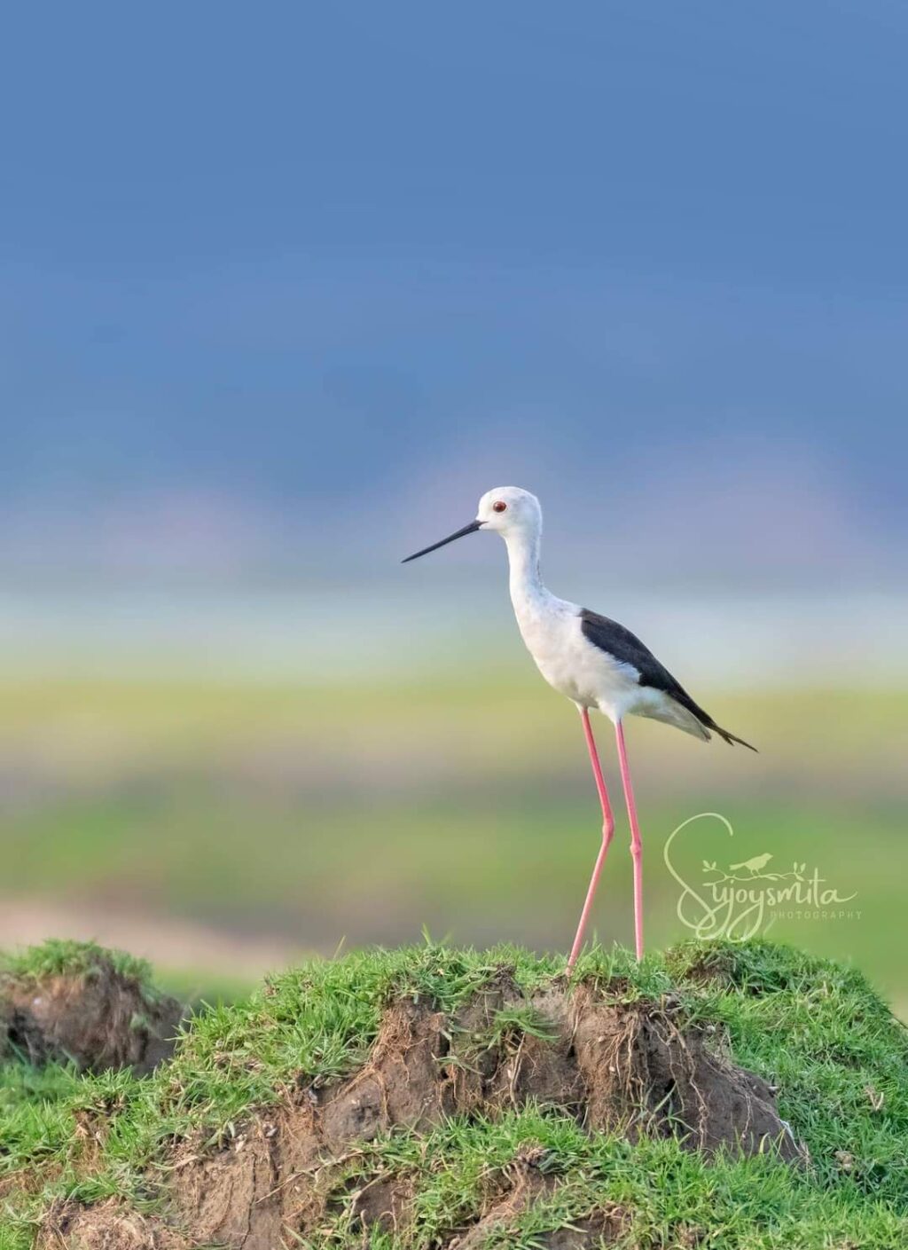 Sujoy-Mondal