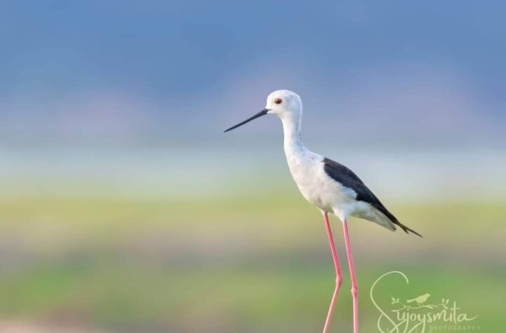 Sujoy-Mondal