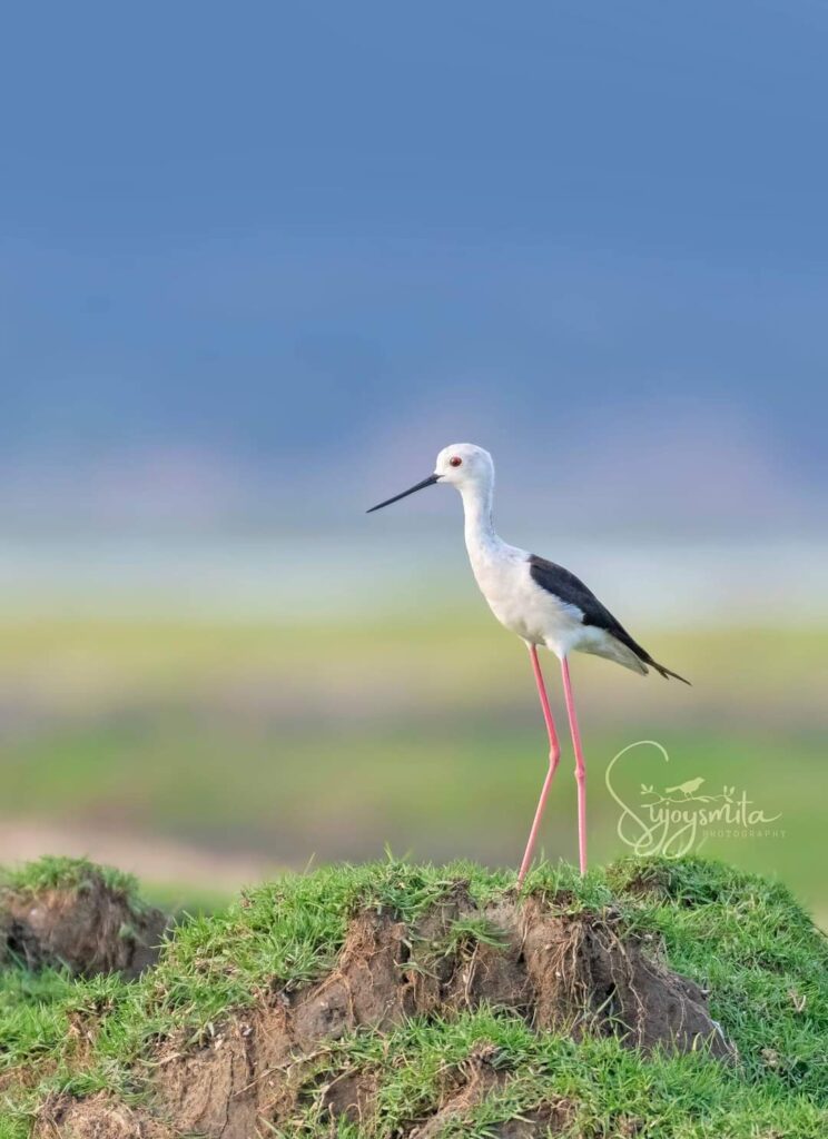 Sujoy-Mondal