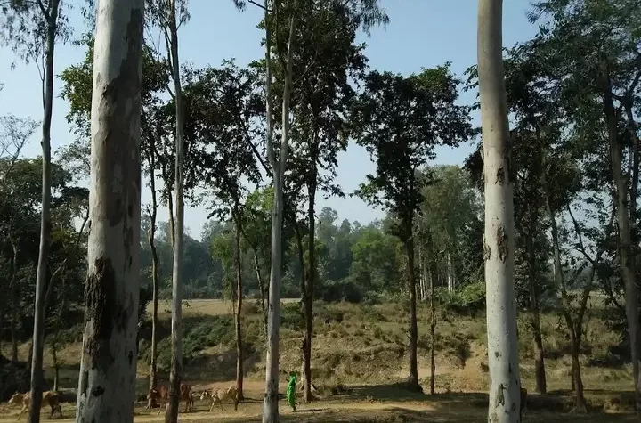 গড় মান্দারণ