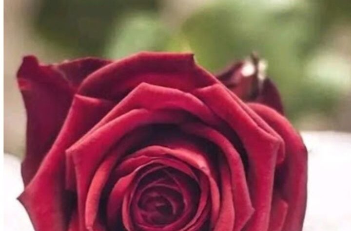 প্রেম চিরন্তন