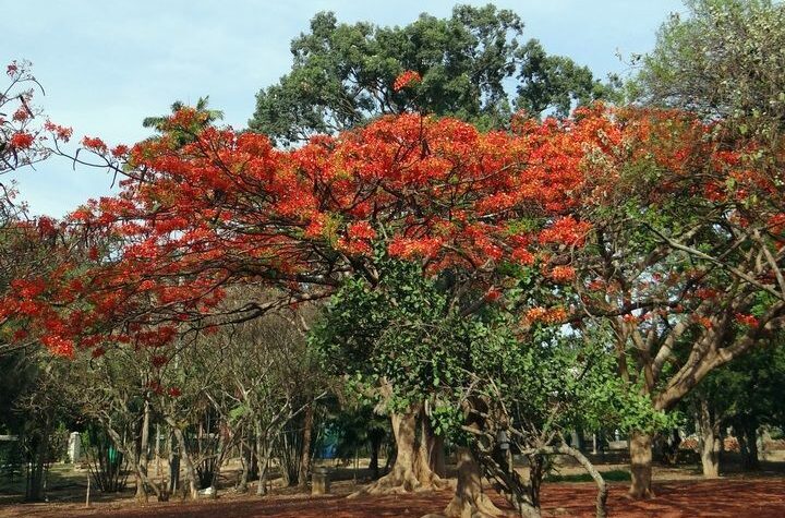 কৃষ্ণচূড়ার কাছে