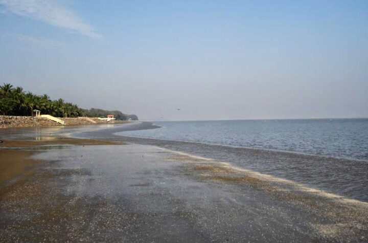 দীঘা থেকে বিচিত্রপুর ম্যানগ্রোভ অরণ্য