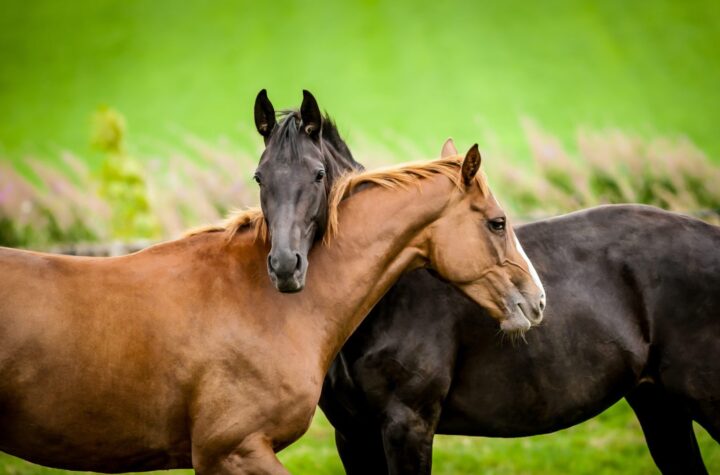 Two Horses